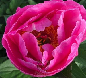 Thumbnail of Peony Vibia Sabina, image 2 of 5