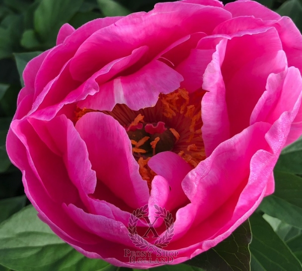 Peony Vibia Sabina, image 2 of 5