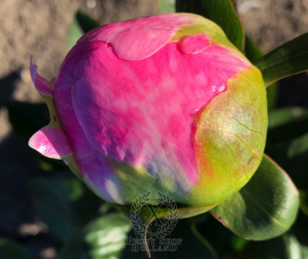 Peony Vibia Sabina, image 4 of 5