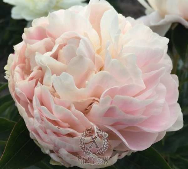 Peony Victorian Blush