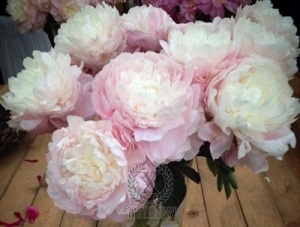 Thumbnail of Peony Victorian Blush, image 2 of 5