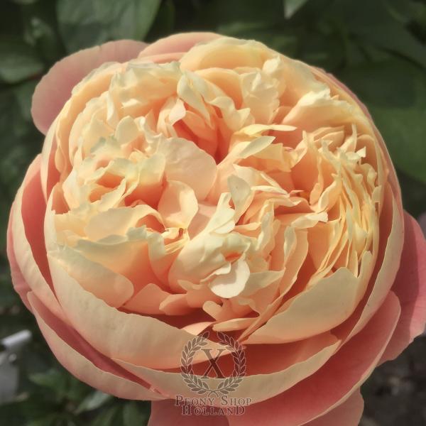 Peony Vika®