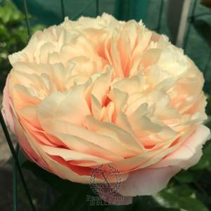 Thumbnail of Peony Vika®, image 2 of 3