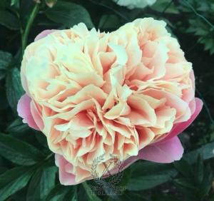 Thumbnail of Peony Vika®, image 3 of 3