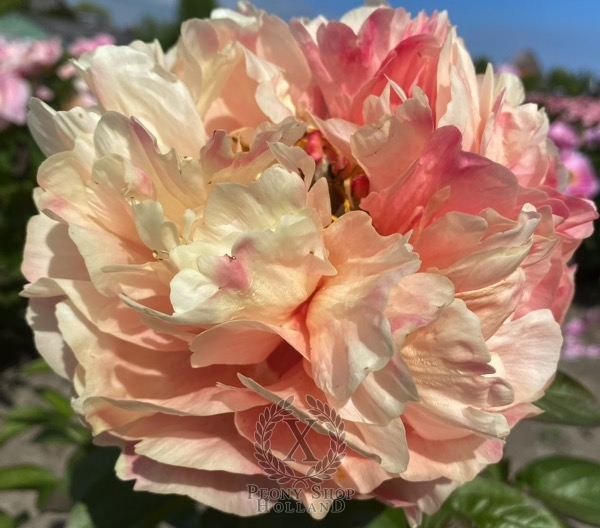 Peony Villa Casale®