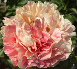 Thumbnail of Peony Villa Casale®, image 2 of 8