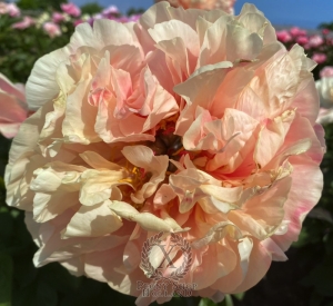 Thumbnail of Peony Villa Casale®, image 3 of 8