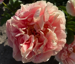 Thumbnail of Peony Villa Casale®, image 4 of 8