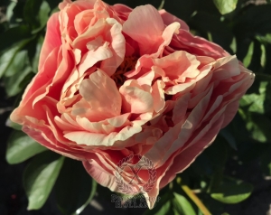 Thumbnail of Peony Villa Casale®, image 5 of 8