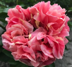 Thumbnail of Peony Villa Casale®, image 6 of 8