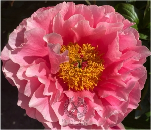 Thumbnail of Peony Villa Jovis, image 3 of 6