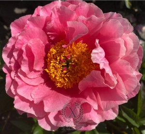 Thumbnail of Peony Villa Jovis, image 4 of 6