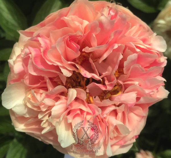 Peony Villa Of The Mysteries