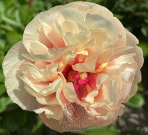 Thumbnail of Peony Villa Romana Del Tellaro, image 2 of 3