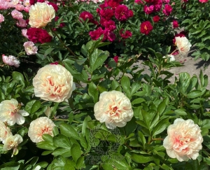 Thumbnail of Peony Villa Romana Del Tellaro, image 3 of 3