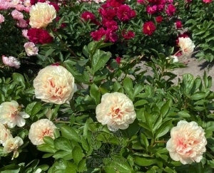 Thumbnail of Peony Villa Romana Del Tellaro, image 3 of 3