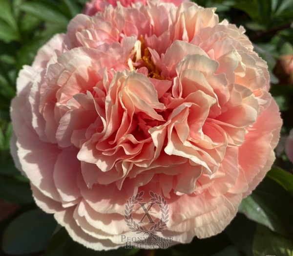 Peony Villa Romana Minori®