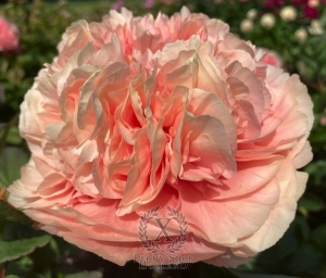 Thumbnail of Peony Villa Romana Minori®, image 2 of 5