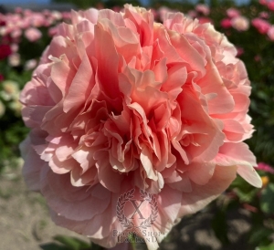 Thumbnail of Peony Villa Romana Minori®, image 3 of 5