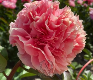 Thumbnail of Peony Villa Romana Minori®, image 4 of 5