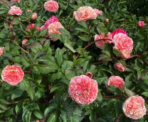 Thumbnail of Peony Villa Romana Minori®, image 5 of 5