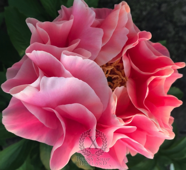 Peony Virtus