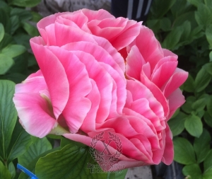 Thumbnail of Peony Virtus, image 2 of 2