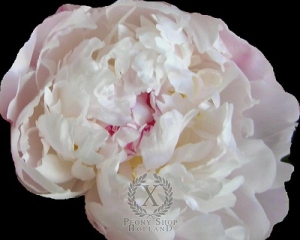 Thumbnail of Peony Vogue, image 1 of 2