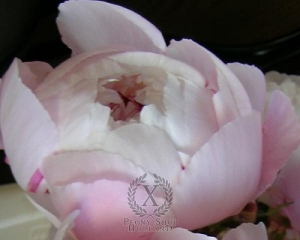Thumbnail of Peony Vogue, image 2 of 2