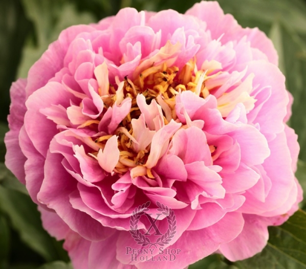 Peony Walküre