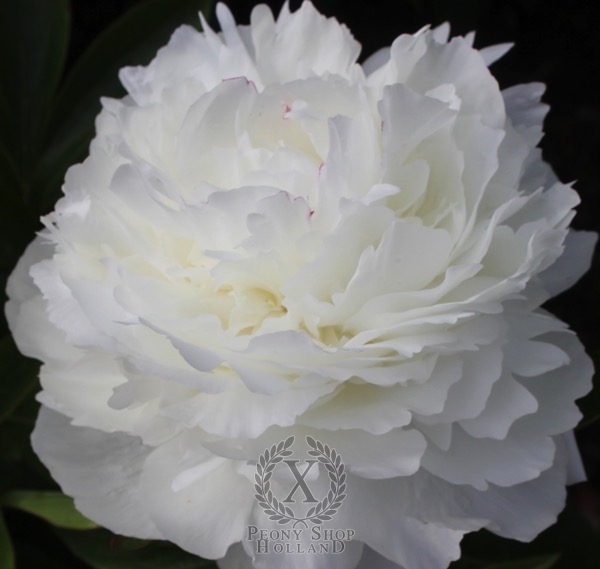 Peony Walla Walla