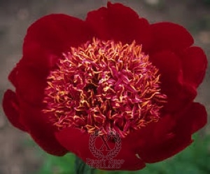 Thumbnail of Peony Walter Mains, image 1 of 1