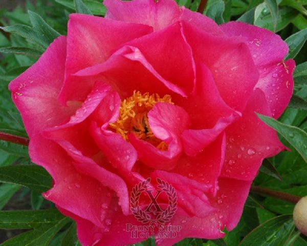 Peony Watermelon Wine