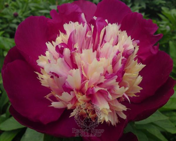 Peony White Cap