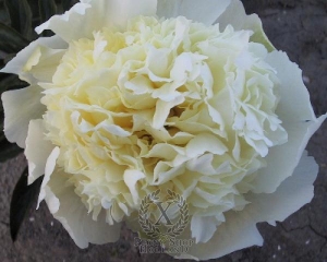 Thumbnail of Peony White Charm, image 1 of 1