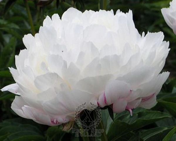 Peony White Frost