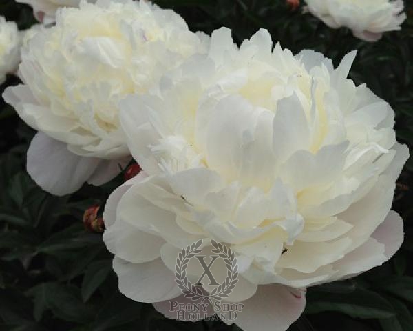 Peony White Frost, image 2 of 4