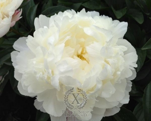 Thumbnail of Peony White Frost, image 3 of 4