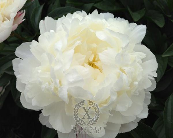 Peony White Frost, image 3 of 4