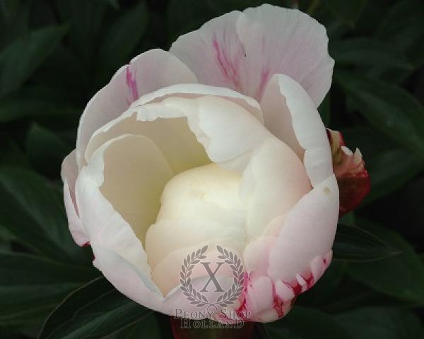 Peony White Frost, image 4 of 4