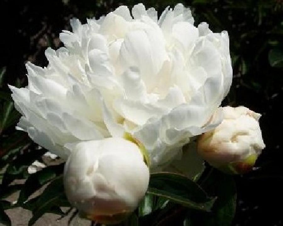 Peony White Ivory at peony nursery