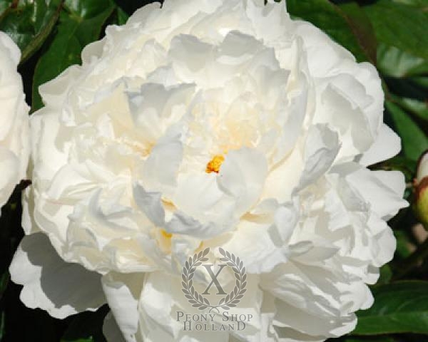 Peony White Lullaby