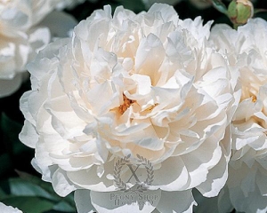 Thumbnail of Peony White Wicker, image 1 of 1