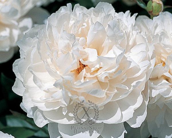 Peony White Wicker