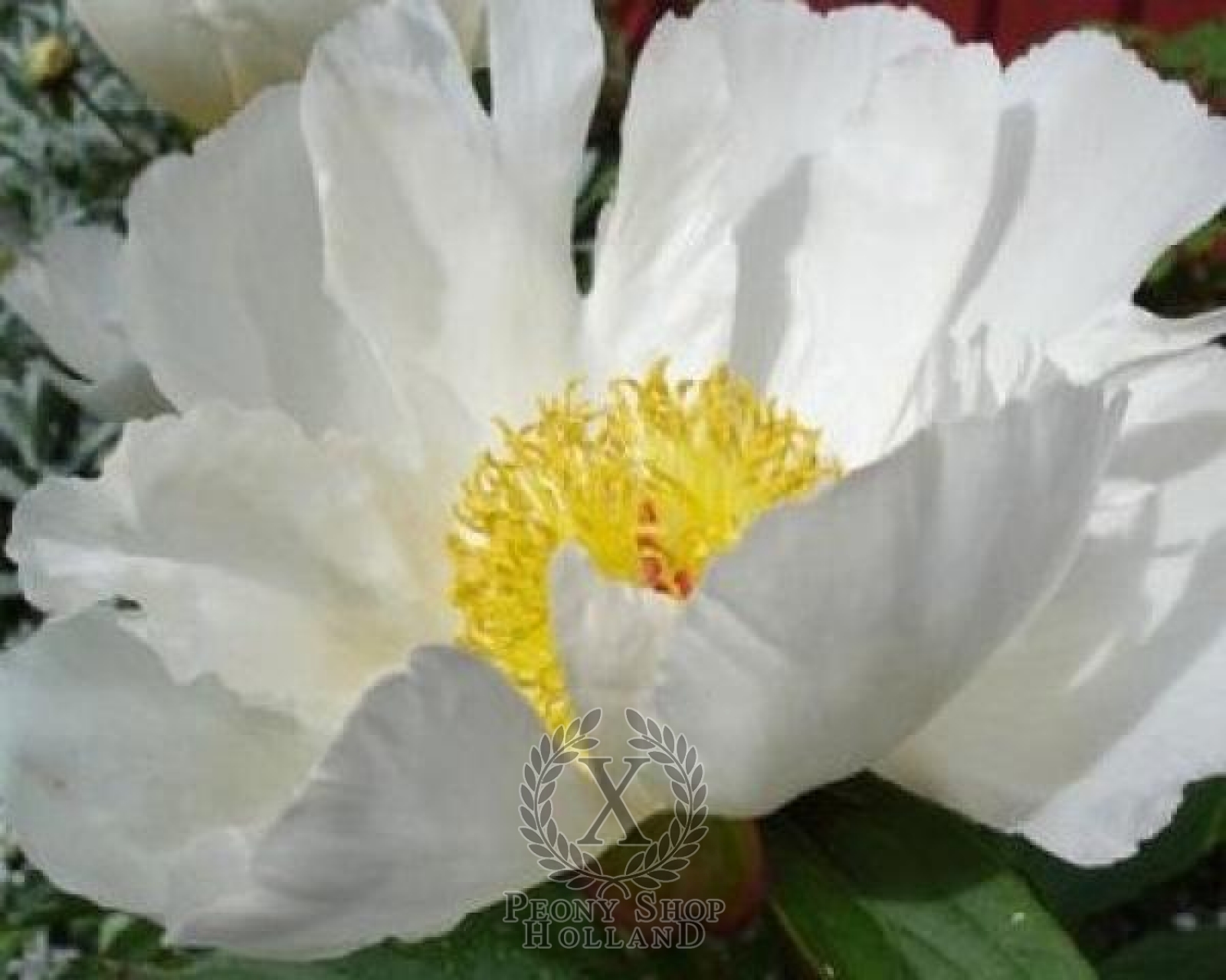 Peony White Wings at peony nursery Peonyshop.com