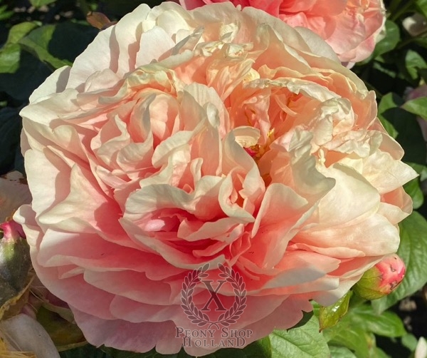 Peony Winged Erote®, image 1 of 2