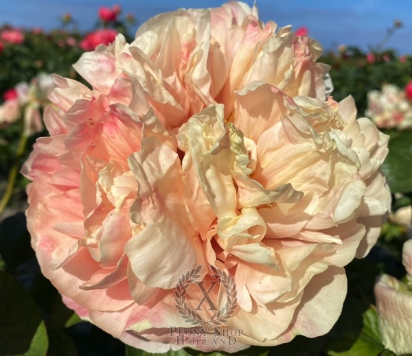 Peony Winged Erote®, image 2 of 2