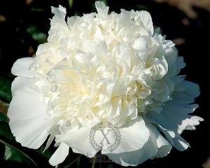 Thumbnail of Peony Wisconsin Cream, image 1 of 1