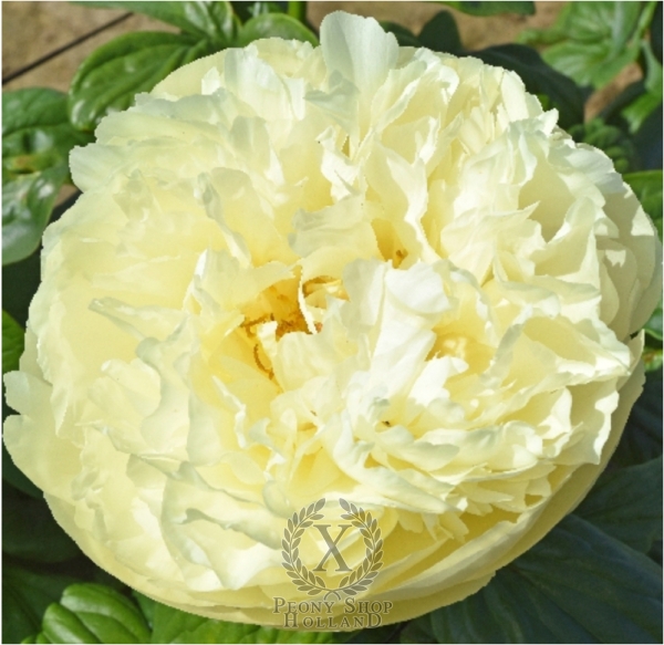 Peony Yellow Bird