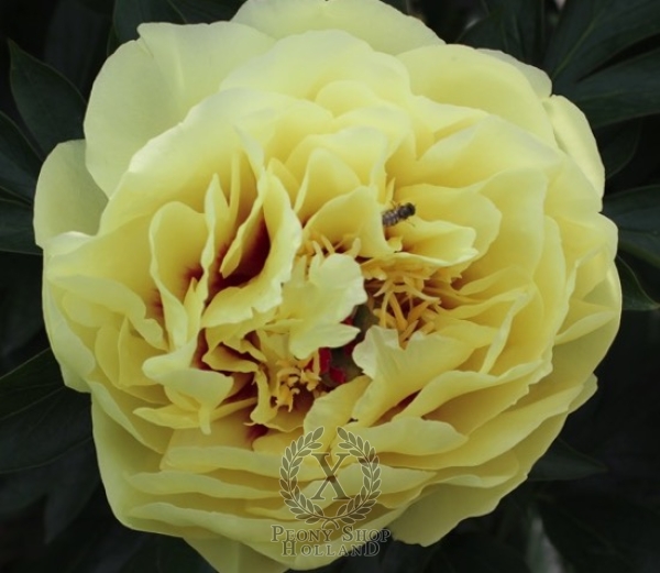 Peony Yellow Waterlily